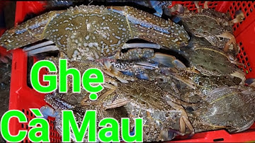 Bốn giờ sáng tại cảng cá Rạch Gốc Cà Mau