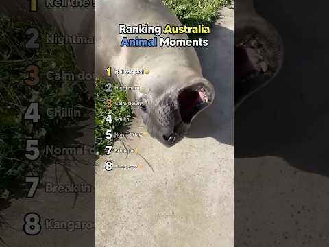Funniest Australian Animal Fails & Derpy Moments