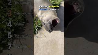 Ranking Only in Australia Animal Moments