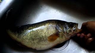 Gone Fishing.... Catch Of The Day