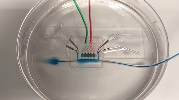 Microfluidic gradient generator 1