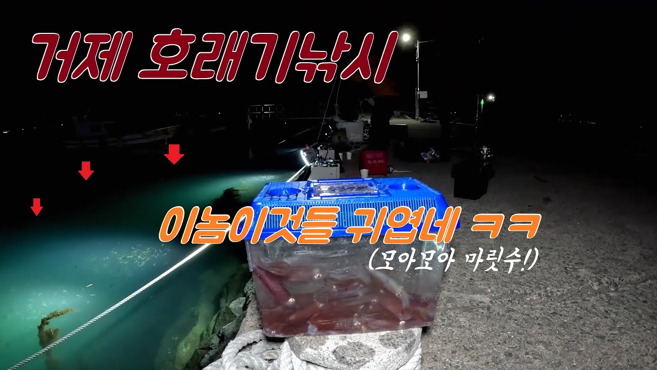 사람많았던곳을 다시 찾았더니 역시!! 호래기는 잘 (?) 나오네요!?