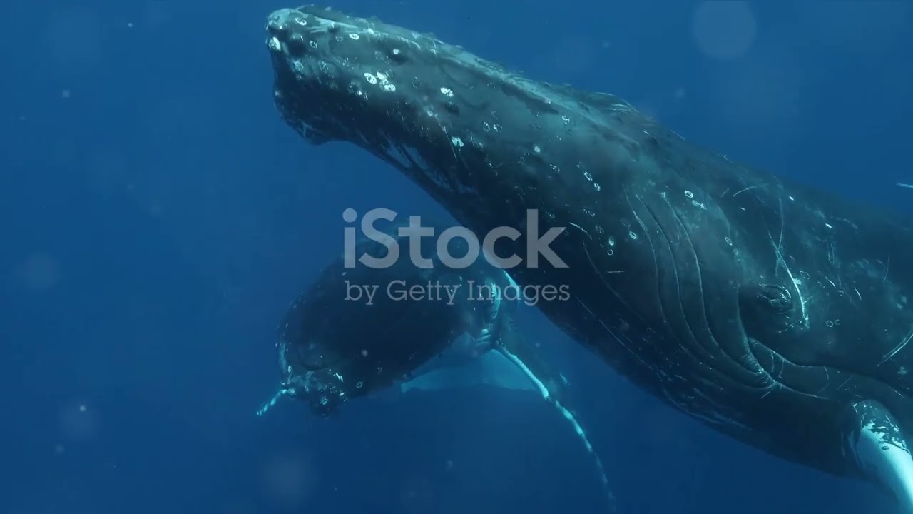 The Majestic Journey: A Whale's Life documentary🤩 
