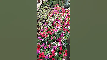 الورده البيضاء 