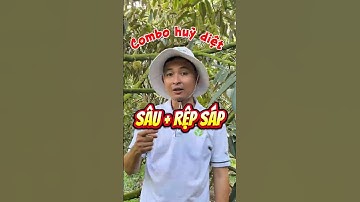 Trị sâu đục trái và rệp sáp hại sầu riêng