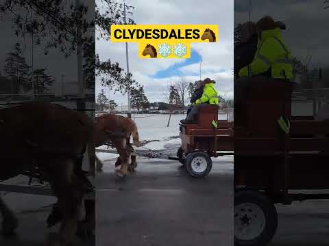 Video: Loomade hooldustöötajate hulgas halvimustunne - ja kuidas seda vältida