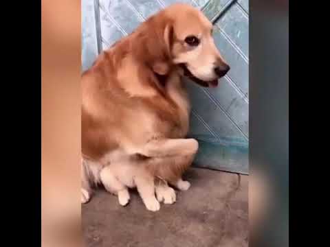 Video: Psi mají dva kožichy?