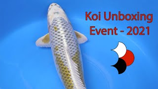 Unboxing 300 Japanese Imported Koi (2021)