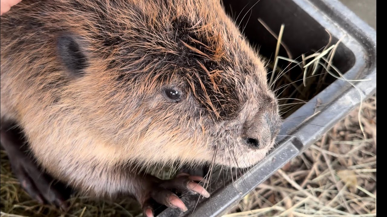 Более подробная информация о новых сестрах-бобрах