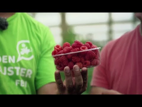 Video: Starostlivosť o marhule – Ako pestovať marhule doma