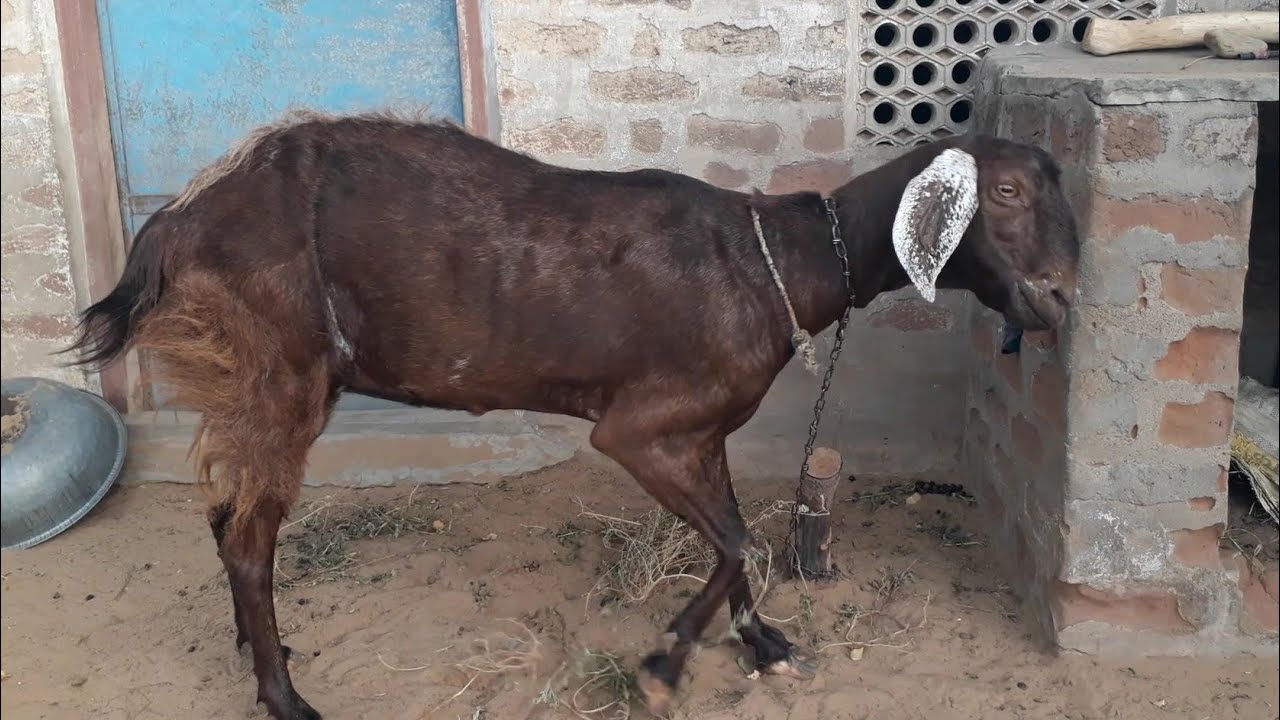 pyari se goat🤗Desi Village Life | Goat Care| Goat Videos| Pooja