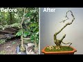 Unique "Sister" shape for a small bonsai
