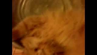ИГРУШКА для кошки.ТАЗик.Кувырок,ещё кувырок!!! ИГРУШКА для кошки.ТАЗик.Кувырок,ещё кувырок!!!