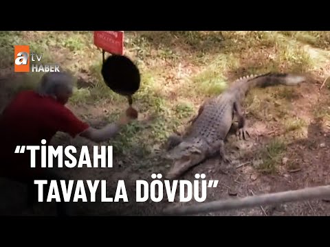 Onlarda: Timsahı tavayla dövdü | Bizde: Boz ayıyı bağırarak kaçırdı - atv Haber 23 Haziran 2022