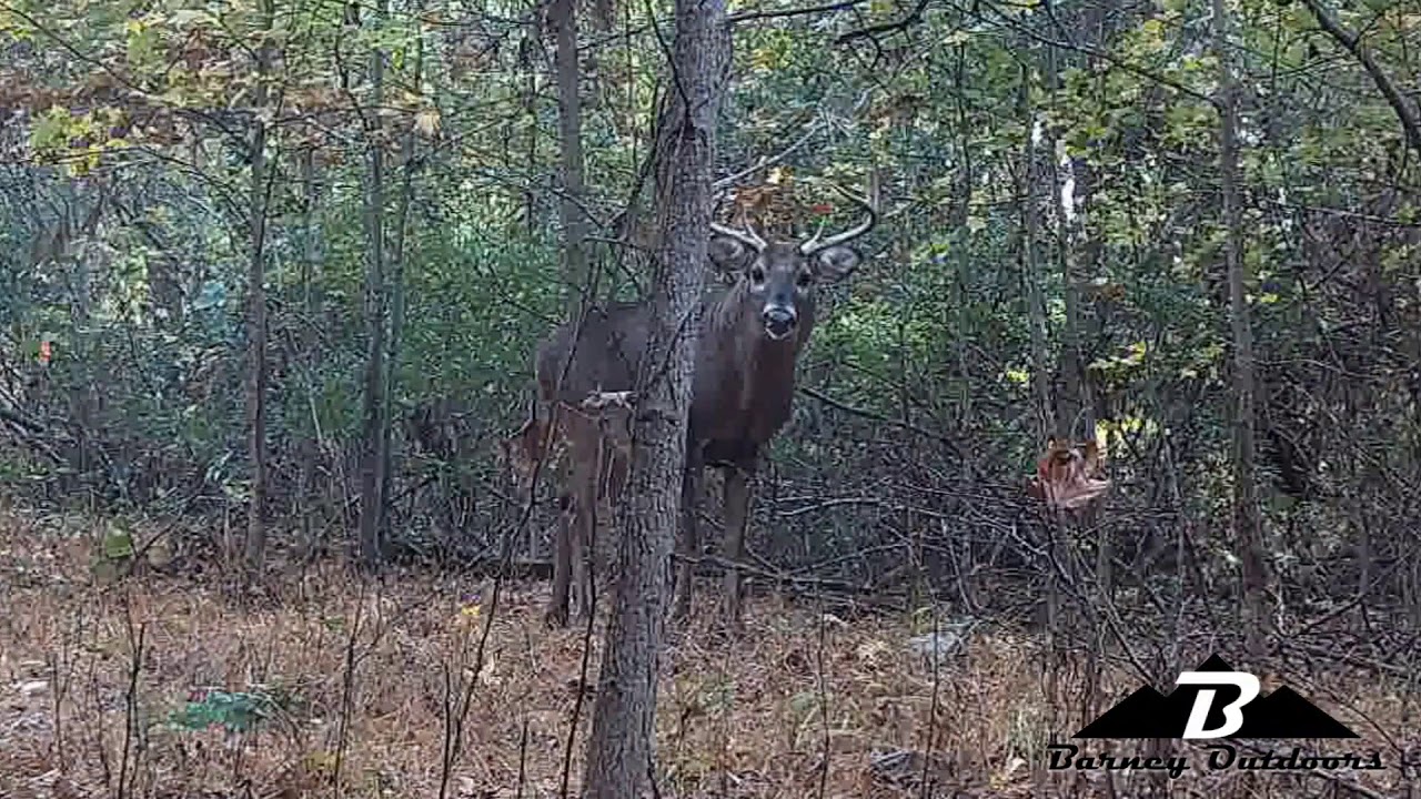 Whitetail Buck Shot At Close Range YouTube whitetail-buck-shot-at-close-range-youtube