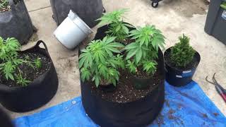 Friday video