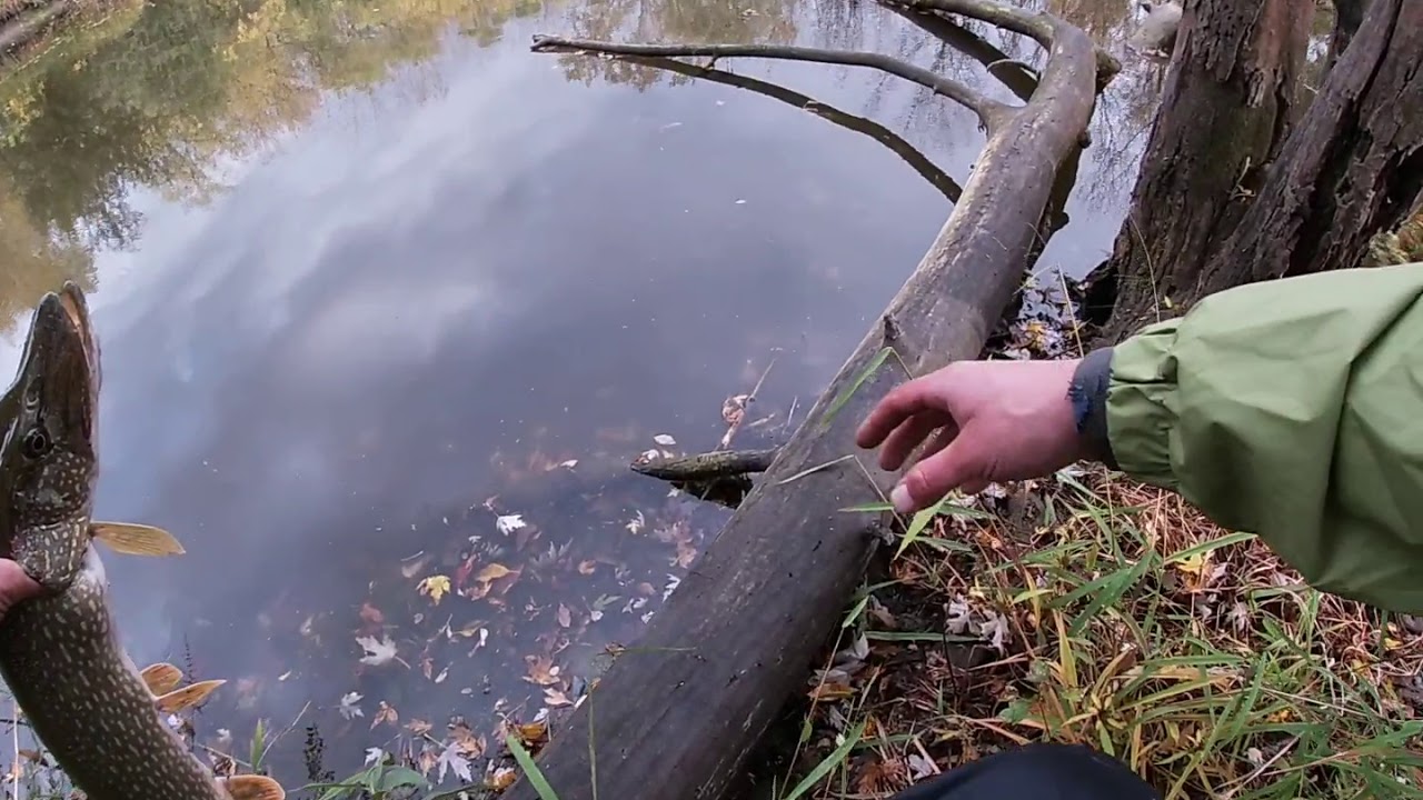Des Plaines River Fall Fishing Pike /Bass /discovered unknown pond (suprise catch!) Nick The Piker