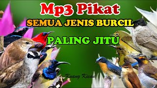 suara pikat burcil ribut paling ampuh trucukan ribut vs prenjak sawah