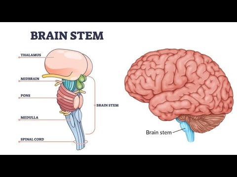 Gross Anatomy of the Midbrain | Joen Academy - YouTube