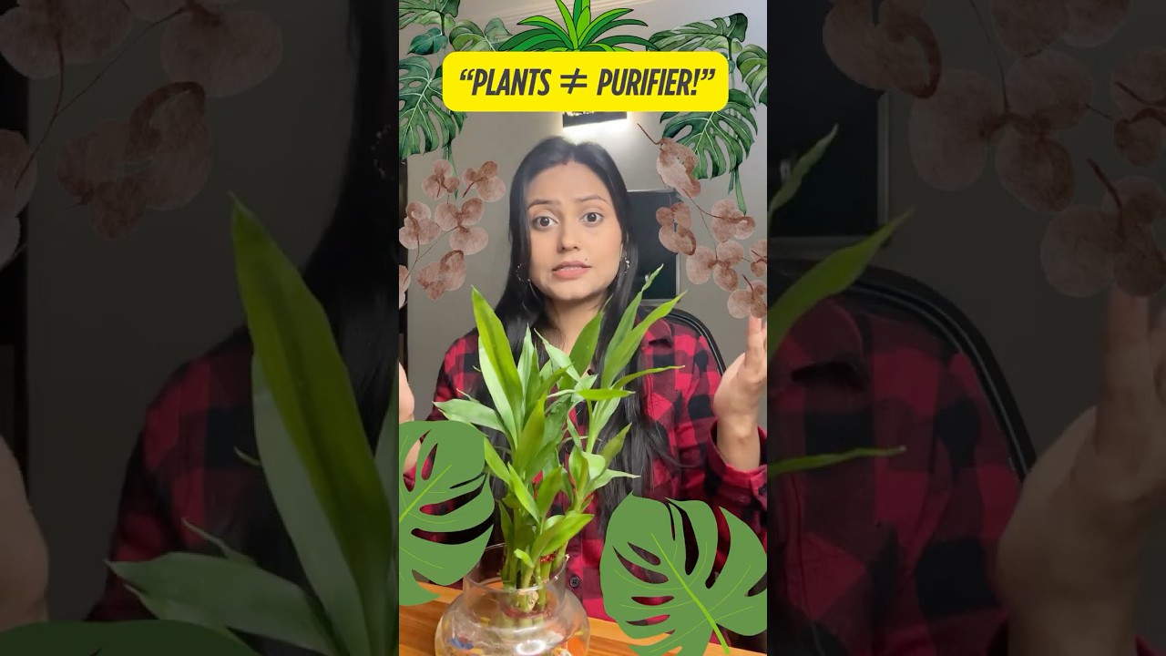 Indoor Plants vs Air Purifiers: What Actually Works?