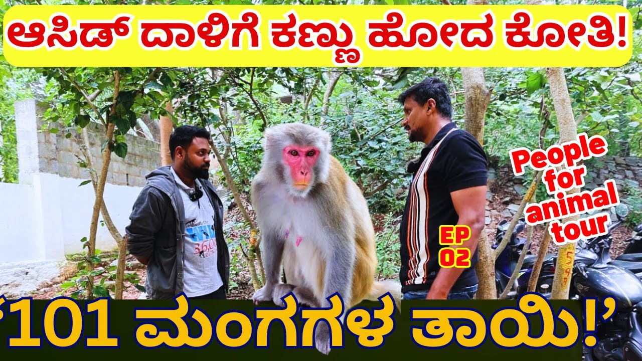 'ಆಸಿಡ್ ಹಾಕಿ ಕಣ್ಣು ಕಳ್ಕೊಂಡ 'ಸೂಪರ್ ಮಾಮ್' ಕೋತಿಯ ವಿಚಿತ್ರ ಕತೆ!!'-People for animal Tour-E02-Kalamadhyama