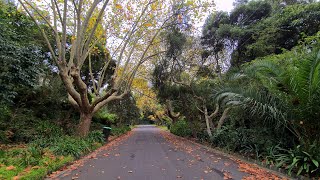 Kew Suburb Melbourne Walking Tour 4K