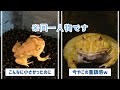 【ツノガエル】体重測定してみました！