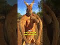 Kangaroo  the buff marsupial