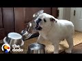 Bulldog Obsessed With Bowls Gets A Special Delivery | The Dodo の動画、YouTube動画。