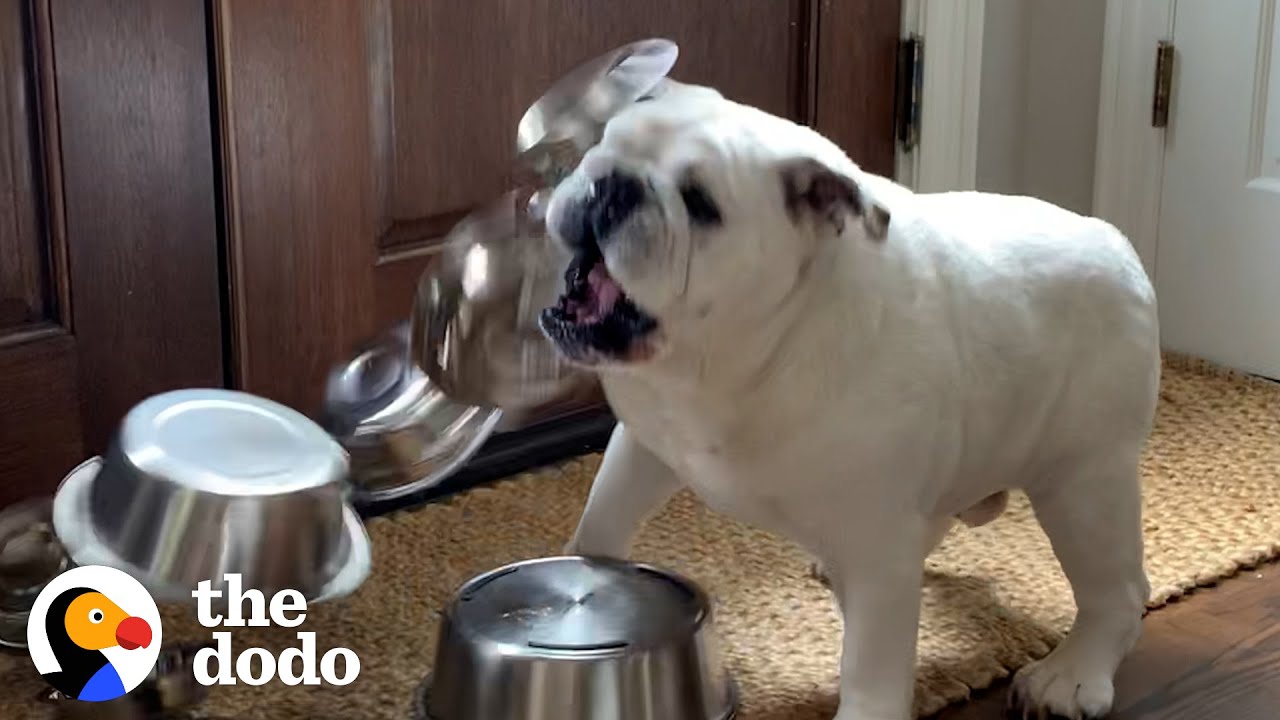 ⁣Bulldog Obsessed With Bowls Gets A Special Delivery | The Dodo