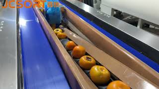 Persimmon Weight Grading Machine | Automatic Crispy Persimmon Sorting Line | JCSORT