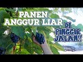 #NewZealand Panen Buah Anggur dan Kacang Chestnut di Pinggir Jalan