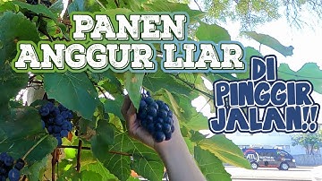 #NewZealand Panen Buah Anggur dan Kacang Chestnut di Pinggir Jalan
