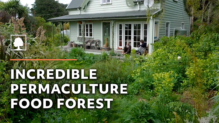 Amazing 23-Year-Old Permaculture Food Forest - An Invitation for Wildness - DayDayNews