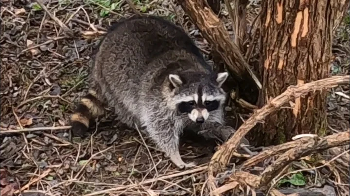 Fox & Coyote Trapping Season Series 2021 “  CAN THEY GET ANY BIGGER “