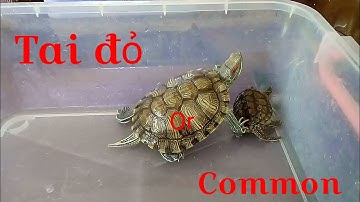 Mới nuôi nên chọn rùa tai đỏ hay common