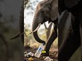 Baby Elephant Picks Up Trash Like a Human! #factfuel #didyouknow #funfacts #mindblown #shortstrivia