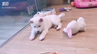 Shiba inu and Mame Shiba inu