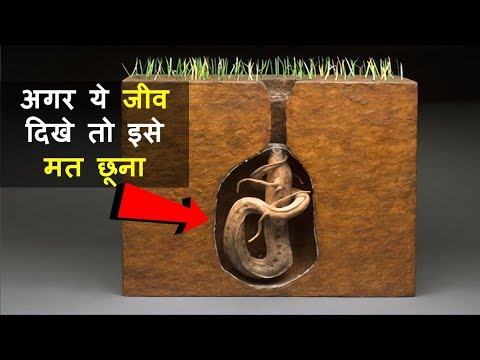 वीडियो: पालतू जानवरों के लिए धुएँ में साँस लेने के 5 खतरे