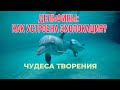 Дельфины: как работает эхолокация? || Чудеса творения