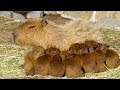 11匹の仔カピバラが誕生！伊豆アニマルキングダム ( 11 baby capybaras were born in Izu Animal Kingdom )