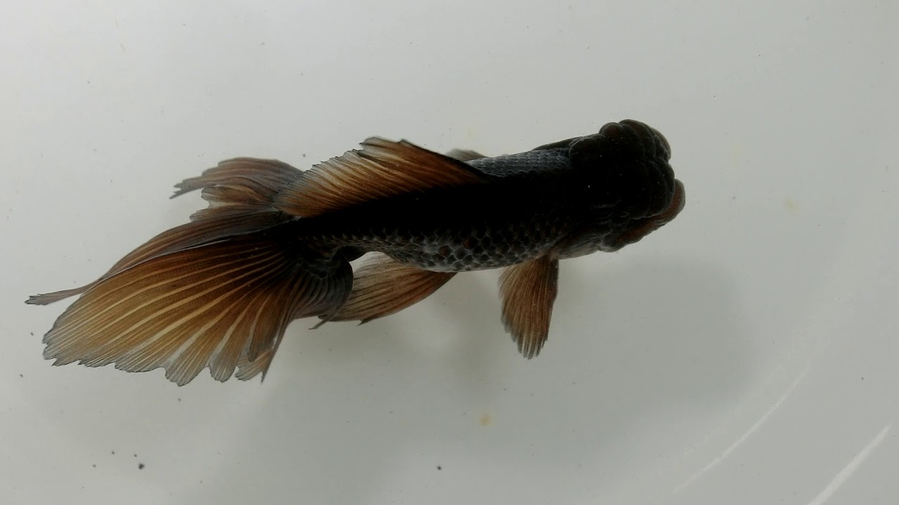 東錦　ブラックドラゴン　2歳　金魚 国産 金魚 ブラックドラゴン 二才 一点物（全長約9-10cm) 自社産 選り
