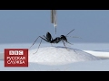 Как муравьи помогают ученым усовершенствовать навигацию роботов