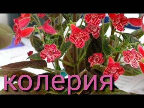 как ухаживать за колерией