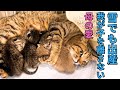 【124母子猫保護】外は雪なのに出産⁈ひと時も我が子を離さない母性愛が胸を打つ