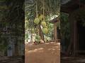 Mangoes #sierraleone #africa