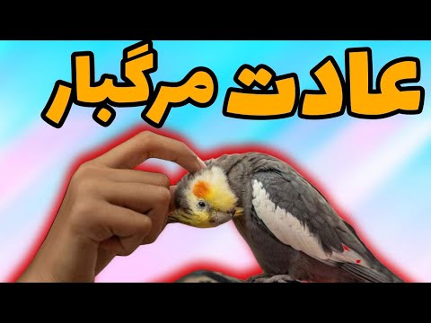 تصویری: نحوه نگهداری پرندگان (همراه با تصاویر)