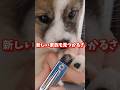 新しい家族を探すつもりが家族に#shorts #dog