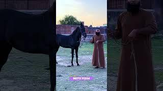 बिक्री के लिए शानदार लाइन की घोड़ी Majhuke bloodline की 32 महीने की 61+ हाईट की घोड़ी बेहतरीन मौका