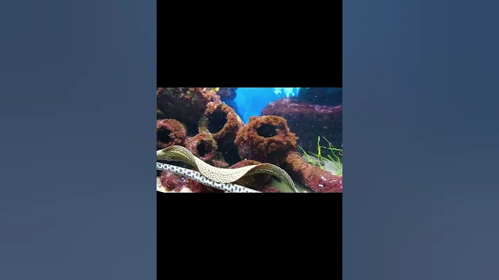 Electric eel  #facts #shorts #youtubeshorts